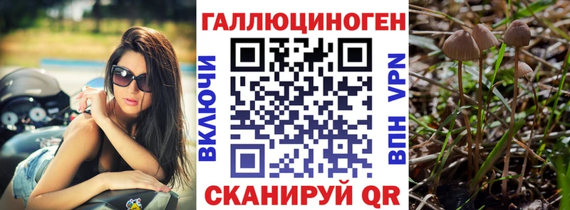 купить наркоту  Ртищево  Псилоцибиновые грибы Psilocybine cubensis 